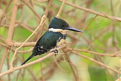 Green Kingfisher